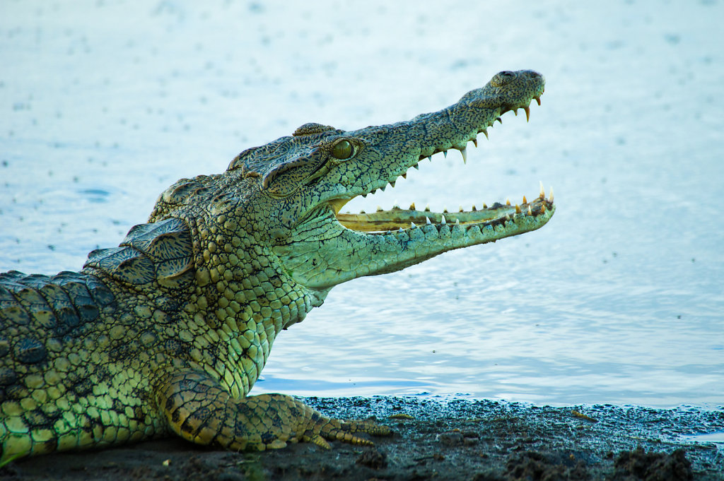 Croc in Selous