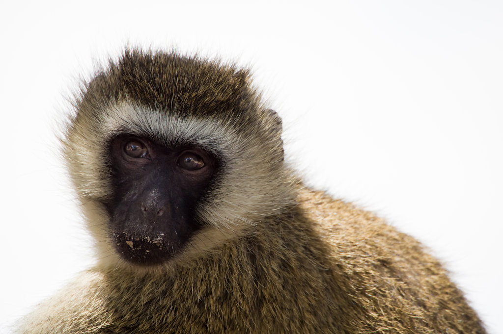 Vervet monkey, Ruaha