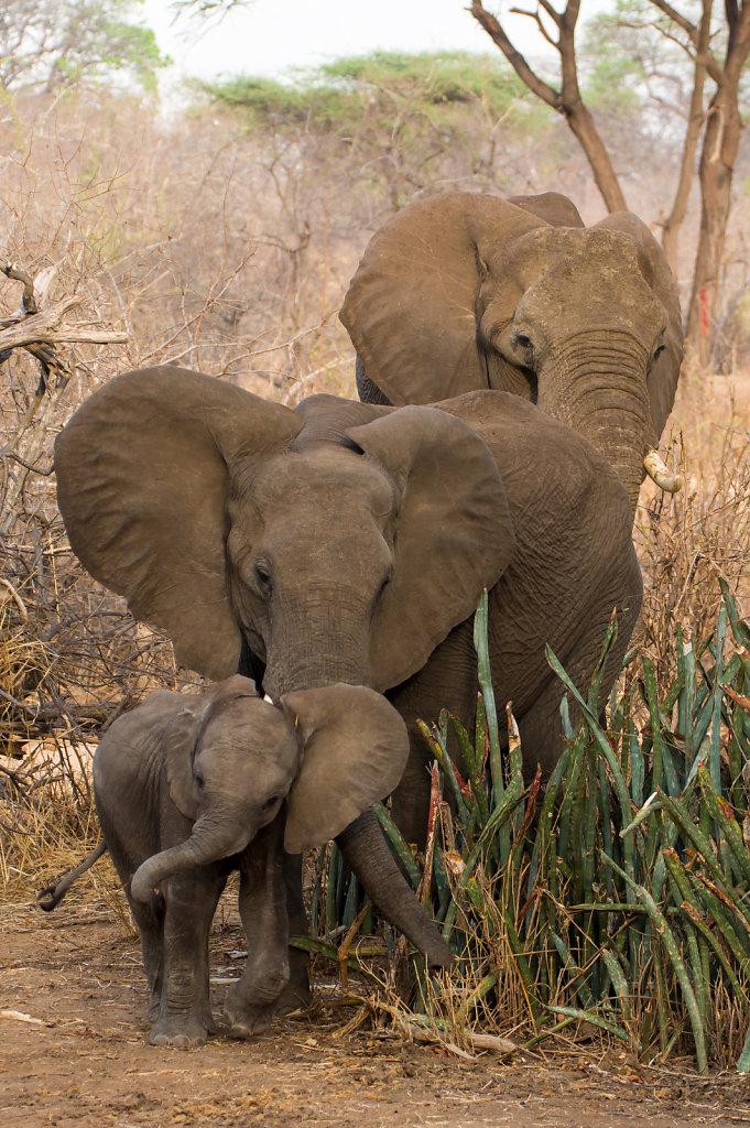Baby elephant learning mock charging