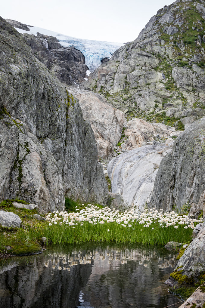 Cotton grass below the glacier Buerbreen, Norway